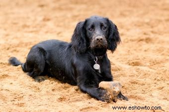 En qué se diferencian los cocker spaniel ingleses de sus primos americanos