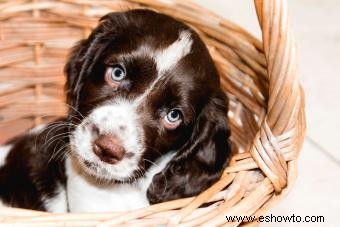 En qué se diferencian los cocker spaniel ingleses de sus primos americanos