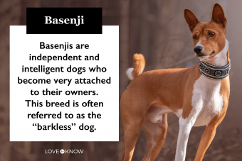 Introducción a la raza de perro basenji:exploración de sus rasgos y orígenes