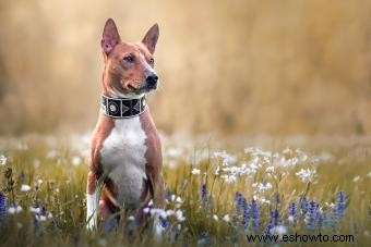 Introducción a la raza de perro basenji:exploración de sus rasgos y orígenes