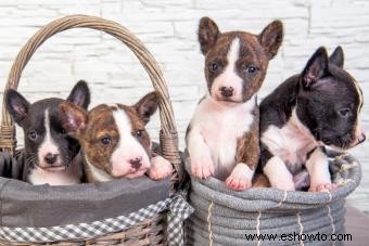 Introducción a la raza de perro basenji:exploración de sus rasgos y orígenes