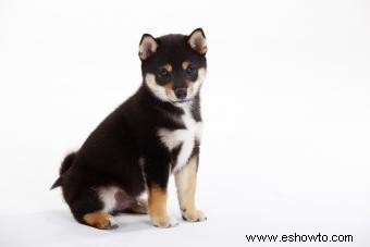 Introducción a los Shiba Inu