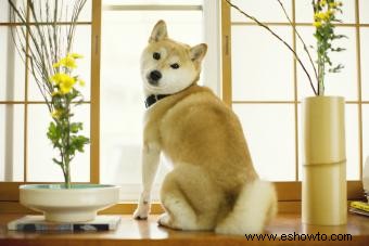 Introducción a los Shiba Inu