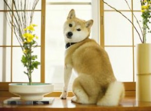 Guía Completa del Shiba Inu: Origen, Características, Temperamento y Cuidados