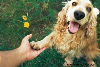 ¿Es el cocker spaniel americano el perro ideal para la familia?