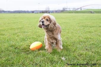 ¿Es el cocker spaniel americano el perro ideal para la familia?