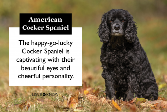 ¿Es el cocker spaniel americano el perro ideal para la familia?