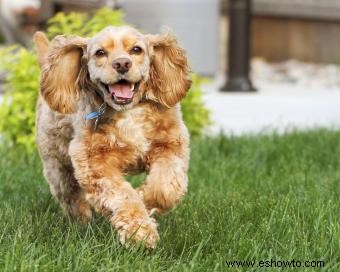 ¿Es el cocker spaniel americano el perro ideal para la familia?