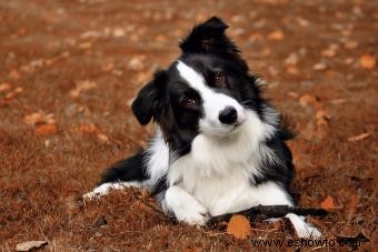 ¿Es el border collie tu compañero canino?