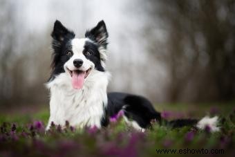 ¿Es el border collie tu compañero canino?