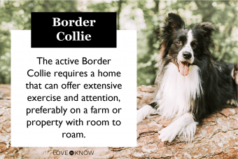 ¿Es el border collie tu compañero canino?