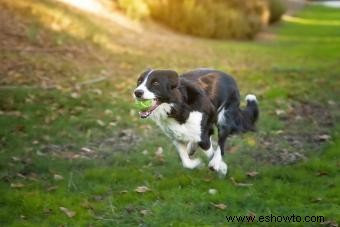 ¿Es el border collie tu compañero canino?