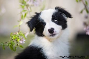 ¿Es el border collie tu compañero canino?