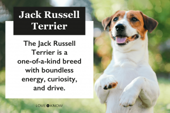 Rasgos y temperamento del Jack Russell Terrier