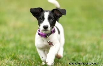 Rasgos y temperamento del Jack Russell Terrier