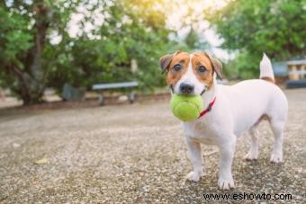 Rasgos y temperamento del Jack Russell Terrier