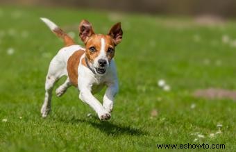 Rasgos y temperamento del Jack Russell Terrier