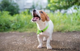 Rasgos y temperamento del Jack Russell Terrier