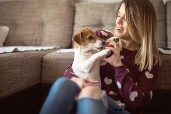 Rasgos y temperamento del Jack Russell Terrier