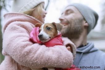 Rasgos y temperamento del Jack Russell Terrier