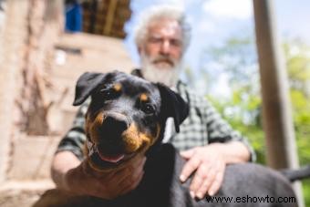 Datos clave del rottweiler a tener en cuenta sobre esta raza