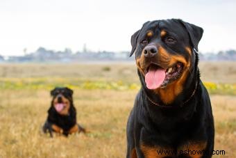 Datos clave del rottweiler a tener en cuenta sobre esta raza