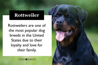 Datos clave del rottweiler a tener en cuenta sobre esta raza