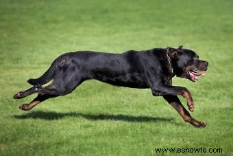 Datos clave del rottweiler a tener en cuenta sobre esta raza