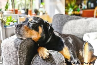 Datos clave del rottweiler a tener en cuenta sobre esta raza