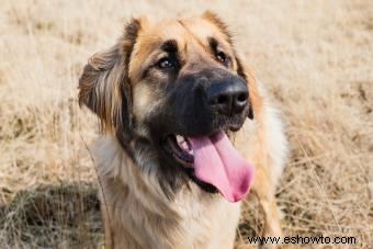 Perfil del perro Leonberger:más pelusa de lo que parece