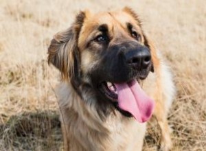 Leonberger: Perfil Completo del Gigante Gentil con Melena de León