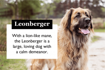Perfil del perro Leonberger:más pelusa de lo que parece
