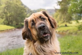 Perfil del perro Leonberger:más pelusa de lo que parece