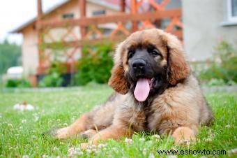 Perfil del perro Leonberger:más pelusa de lo que parece