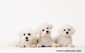 Lista de razas de perros pequeños y esponjosos