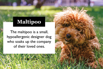 Maltipoo Designer Cross 101:¿Quiénes son estos adorables cachorros?