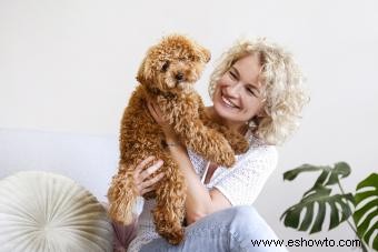 Maltipoo Designer Cross 101:¿Quiénes son estos adorables cachorros?