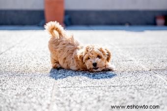 Maltipoo Designer Cross 101:¿Quiénes son estos adorables cachorros?