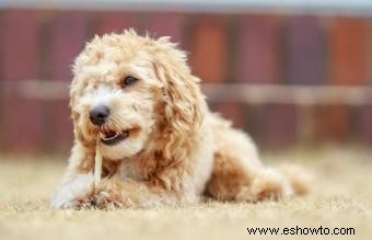 Maltipoo Designer Cross 101:¿Quiénes son estos adorables cachorros?