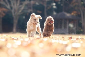 Maltipoo Designer Cross 101:¿Quiénes son estos adorables cachorros?