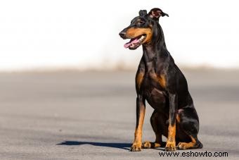 Perspectiva general del Manchester Terrier:una raza brillante y aventurera