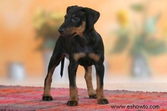 Perspectiva general del Manchester Terrier:una raza brillante y aventurera