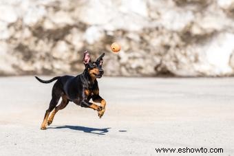 Perspectiva general del Manchester Terrier:una raza brillante y aventurera