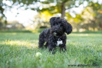 Conoce al adorable híbrido Yorkie Poo