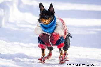 Perspectiva general del Manchester Terrier:una raza brillante y aventurera