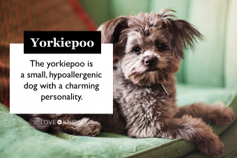 Conoce al adorable híbrido Yorkie Poo