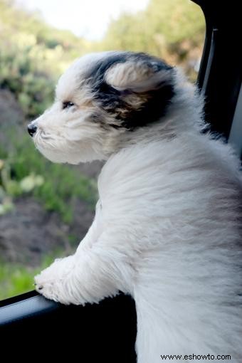 Conoce al adorable híbrido Yorkie Poo