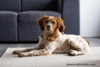 Conozca al Bretón Spaniel:un perro deportivo favorito