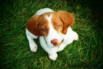 Conozca al Bretón Spaniel:un perro deportivo favorito