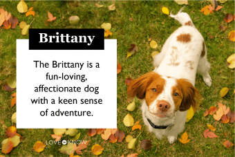 Conozca al Bretón Spaniel:un perro deportivo favorito